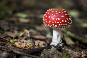 Исследование полезных свойств сушеных грибов мухоморов
