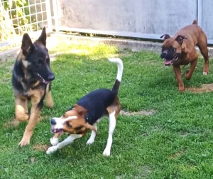 Зелена лужайка для щасливих лап